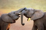 Fototapeta Słonie dotykają się delikatnie (powitanie)