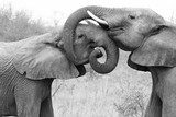 Fototapeta Słonie obejmują się i troszczą o siebie nawzajem. Okazywanie miłości w rezerwacie dzikich zwierząt Timbavati w RPA.