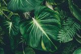 Fototapeta tropikalne liście, ciemnozielone liście w dżungli, przyroda