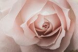 Fototapeta Zbliżenie różowa róża