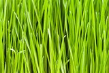 Fototapeta zielona trawa tło