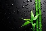 Fototapeta Zielone oblicze natury w kroplach deszczu