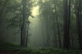 Fototapeta Zielony las po deszczu