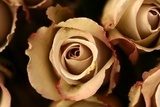 Obraz Kwiaty róży  w powiększeniu