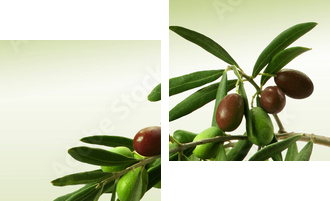 Gałąź oliwna - Obraz dwuczęściowy, Dyptyk