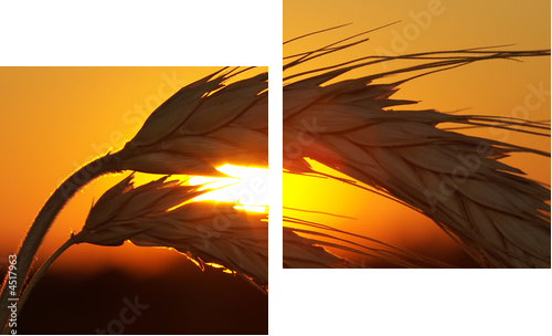 Zachód słońca zza zbożowych kłosów - Obraz dwuczęściowy, Dyptyk
