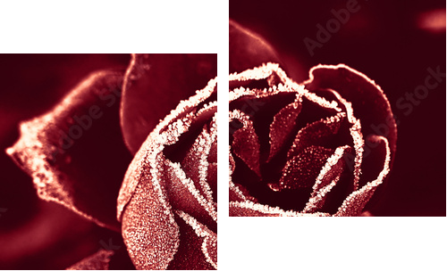 Czerwona Róża pod szronem - Obraz dwuczęściowy, Dyptyk