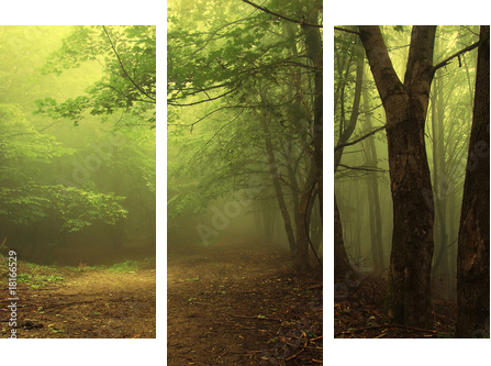 Zielony las spowity poranną mgłą - Obraz trzyczęściowy, Tryptyk