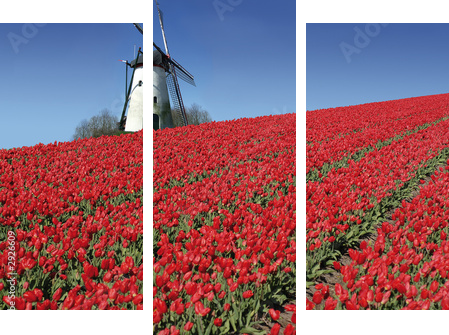 holenderski młyn i czerwone tulipany - Obraz trzyczęściowy, Tryptyk
