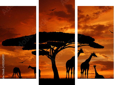 Stado żyraf w blasku zachodzącego słońca - Obraz trzyczęściowy, Tryptyk