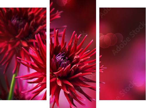 Dahlia Jesienny projekt kwiatu - Obraz trzyczęściowy, Tryptyk
