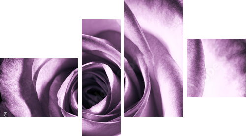 Fioletowa róża - Obraz czteroczęściowy, Fortyk