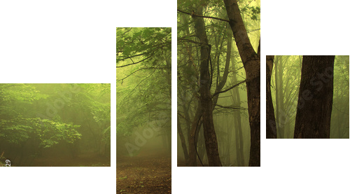 Zielony las spowity poranną mgłą - Obraz czteroczęściowy, Fortyk