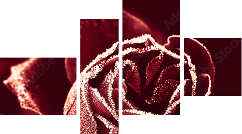 Czerwona Róża pod szronem - Obraz czteroczęściowy, Fortyk