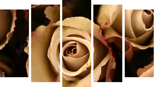 Kwiaty róży  w powiększeniu - Obraz pięcioczęściowy, Pentaptyk