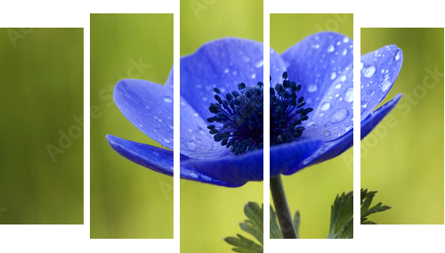 Błękitny Anemonowy kwiat z Waterdrops - Obraz pięcioczęściowy, Pentaptyk