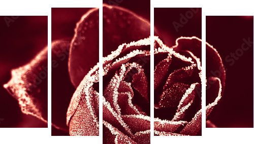 Czerwona Róża pod szronem - Obraz pięcioczęściowy, Pentaptyk
