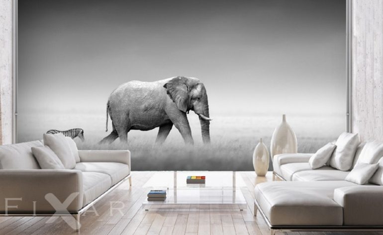 Fototapety Samotny słoń monochromatyczny