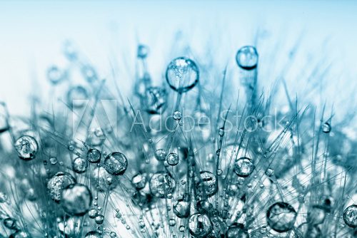 Fototapeta Abstrakcjonistyczna makro- fotografia rośliien ziarna z wodnymi kroplami.