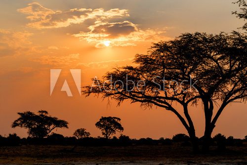 Fototapeta Afrykański zmierzch z drzewem w przodzie