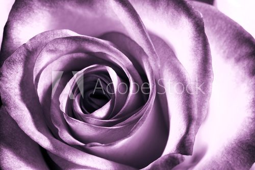 Fototapeta Ametystowa róża. Ujęcie makro.