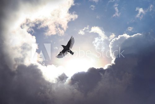 Fototapeta Angel Bird in Heaven