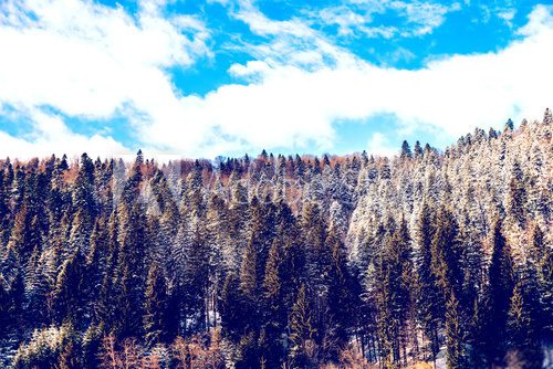 Fototapeta Archiwalne zdjęcie Virgin Karpackich lasów pokryte śniegiem