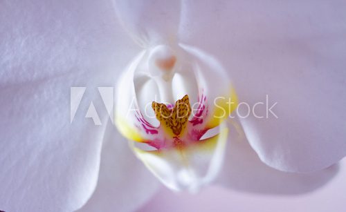 Fototapeta Biała orchidea.