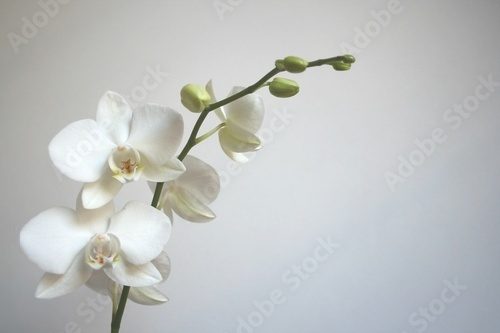 Fototapeta biała orchidea