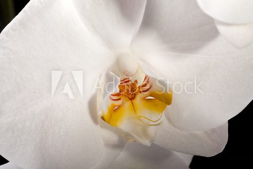 Fototapeta Biała orchidea odizolowywająca na czerni