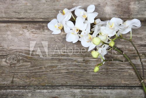 Fototapeta Biała orchidea (Phalaenopsis)