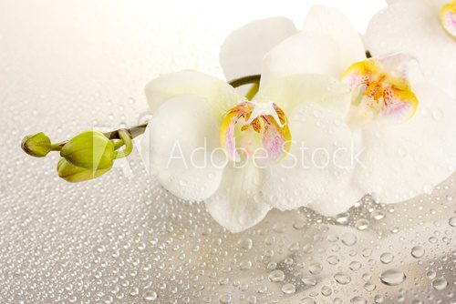 Fototapeta biała piękna orchidea z kroplami