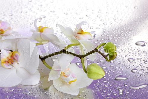 Fototapeta biała piękna orchidea z kroplami na purpurowym tle