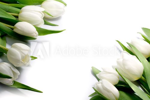Fototapeta białe tulipany w dwóch rogach, na białym tle