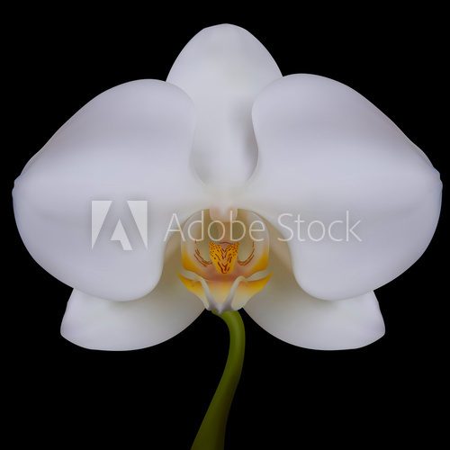 Fototapeta Biały kwiat orchidei. Ilustracji wektorowych. Pojedyncze czarne