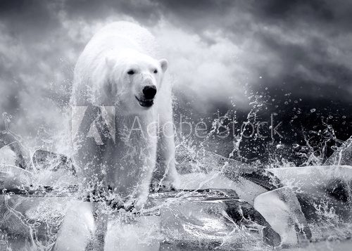 Fototapeta Biały łowca niedźwiedzia polarnego na lodzie w kropli wody.