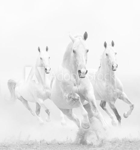 Fototapeta Biel w bieli. Pędzące konie