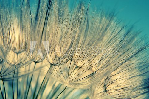 Fototapeta Błękitny abstrakcjonistyczny dandelion kwiatu tło
