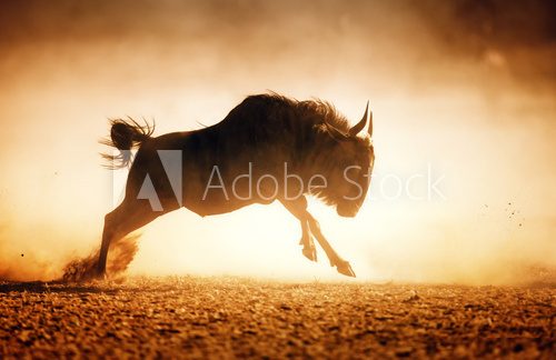 Fototapeta Blue wildebeest działa w kurzu