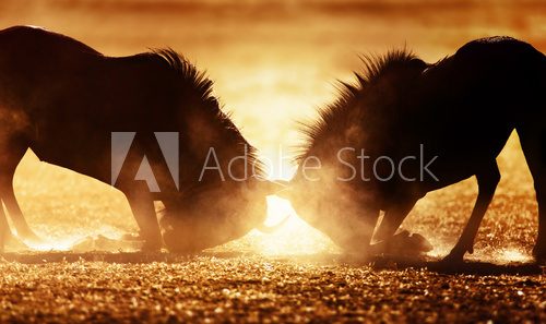 Fototapeta Blue wildebeest podwójny w pyle