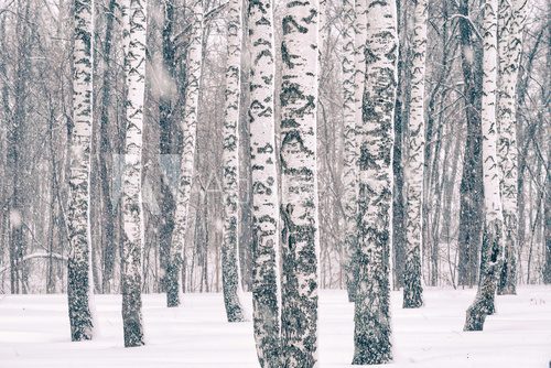 Fototapeta Brzozowy las przy zima śnieżycą