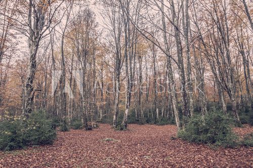 Fototapeta Buczyny w lesie. Deszczowy jesienny dzień