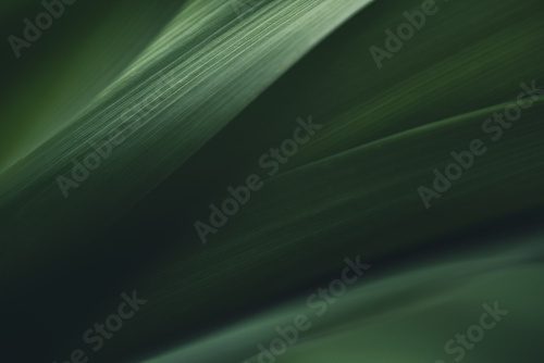 Fototapeta Ciemnozielona tekstura liścia, Naturalne zielone liście używane jako tło natury, czarna tapeta lub okładka z tropikalnymi liśćmi
