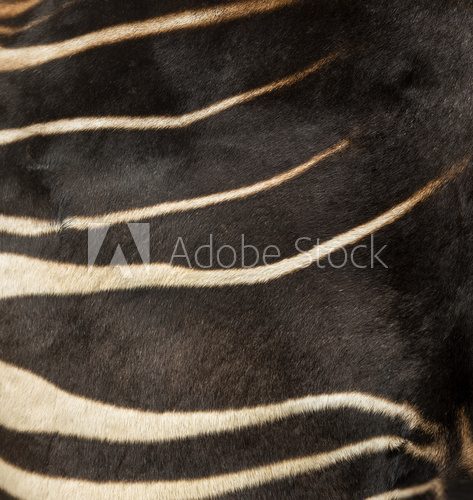 Fototapeta Close-up z futra Okapi, Okapia johnstoni