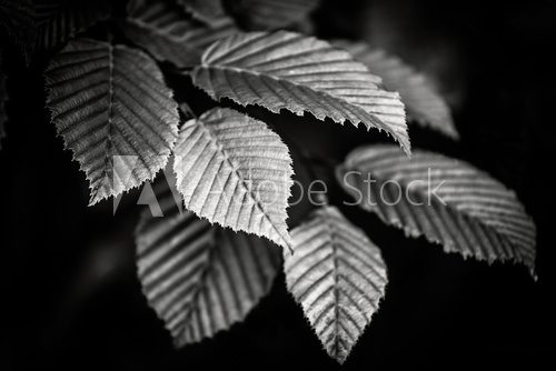 Fototapeta Czarno-białe liście