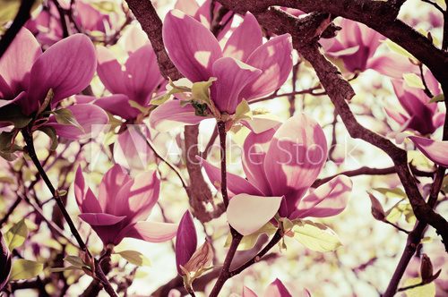 Fototapeta Czas na otulenie magnolią