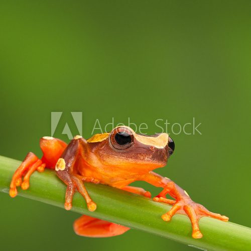 Fototapeta czerwona żaba wspinaczka
