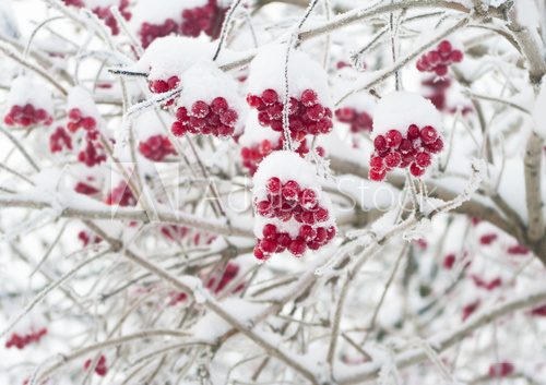 Fototapeta czerwone jagody pokryte śniegiem