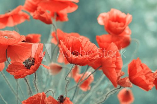Fototapeta czerwone kwiaty maku