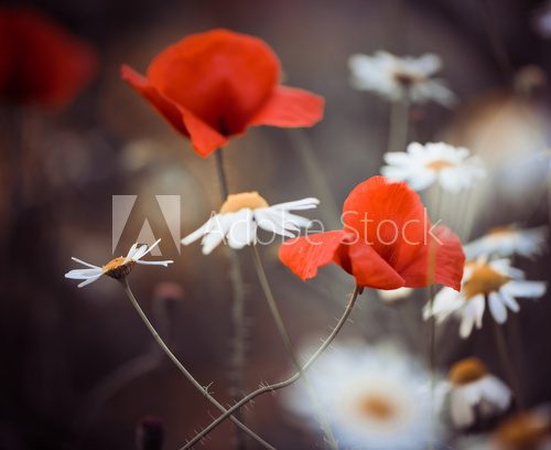Fototapeta czerwone kwiaty maku i dzikie stokrotki